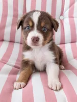 Max, a male Australian Shepherd for sale in Lawrenceburg, KY – 1 of 10