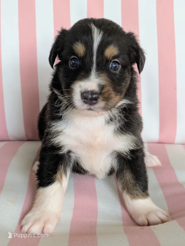 Sadie – Australian Shepherd puppy for sale in Lawrenceburg, KY