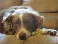 Daisy, a female Australian Shepherd for sale in Lawrenceburg, KY – Photo 4 of 10