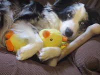 Daisy, a female Australian Shepherd for sale in Lawrenceburg, KY – Photo 9 of 10