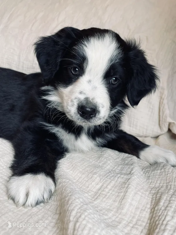 Daisy – Australian Shepherd puppy for sale in Lawrenceburg, KY