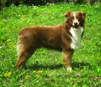 Daisy, a female Australian Shepherd for sale in Lawrenceburg, KY – Photo 8 of 10