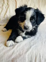 Daisy, a female Australian Shepherd for sale in Lawrenceburg, KY – Photo 2 of 10