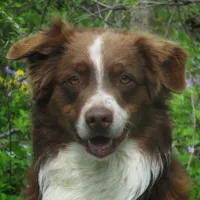 Daisy, a female Australian Shepherd for sale in Lawrenceburg, KY – Photo 6 of 10