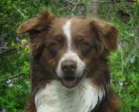 Daisy, a female Australian Shepherd for sale in Lawrenceburg, KY – Photo 7 of 10