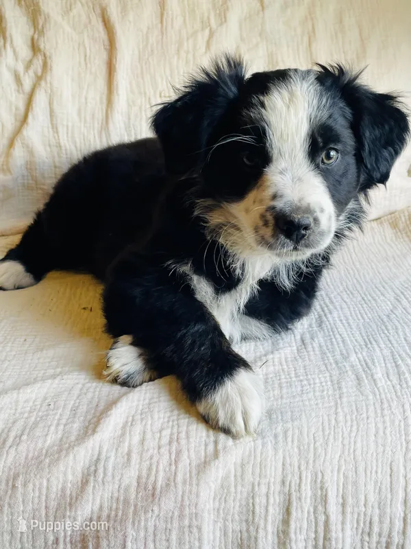 Daisy – Australian Shepherd puppy for sale in Lawrenceburg, KY