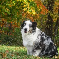 Daisy, a female Australian Shepherd for sale in Lawrenceburg, KY – Photo 9 of 10