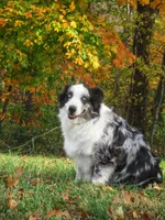 Daisy, a female Australian Shepherd for sale in Lawrenceburg, KY – Photo 10 of 10
