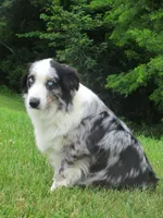 Daisy, a female Australian Shepherd for sale in Lawrenceburg, KY – Photo 6 of 10