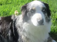 Daisy, a female Australian Shepherd for sale in Lawrenceburg, KY – Photo 3 of 10