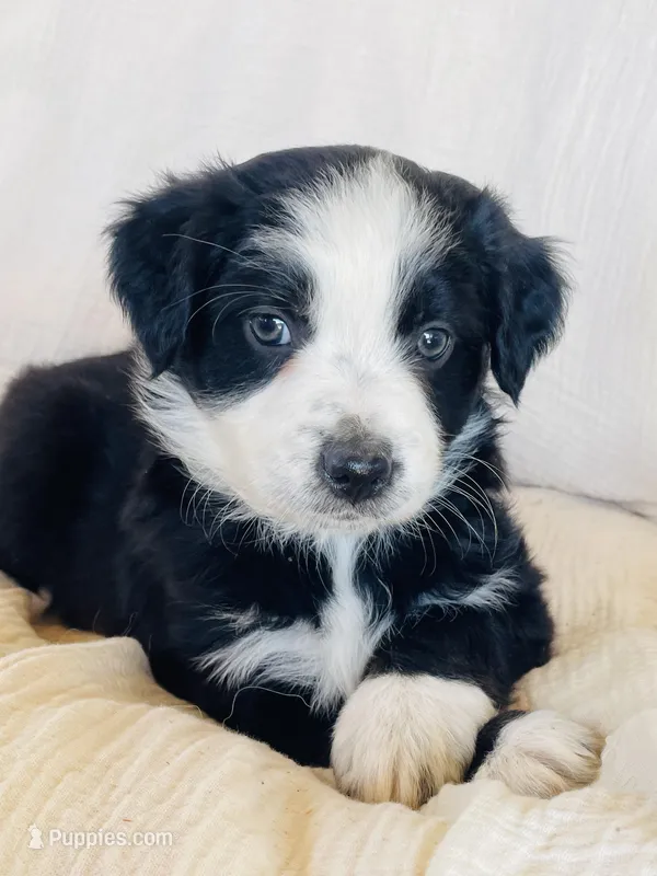 Daisy – Australian Shepherd puppy for sale in Lawrenceburg, KY