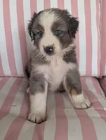 Hank, a male Australian Shepherd for sale in Lawrenceburg, KY – 2 of 10