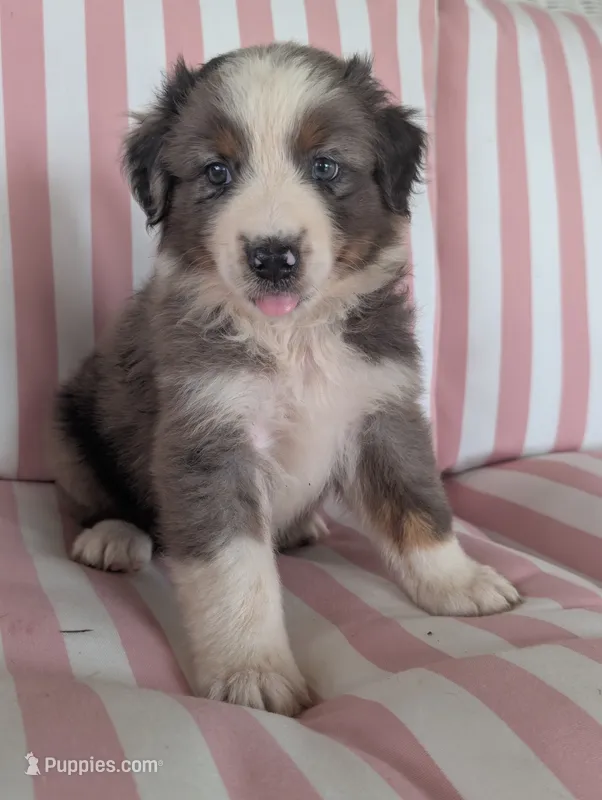 Hank – Australian Shepherd puppy for sale in Lawrenceburg, KY