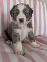 Hank, a male Australian Shepherd for sale in Lawrenceburg, KY – 1 of 10