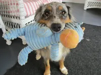 Sadie, a female Australian Shepherd for sale in Lawrenceburg, KY – 5 of 10