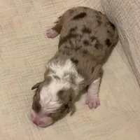 Maverick , a male Australian Shepherd for sale in Lawrenceburg, KY – Photo 2 of 10