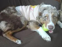 Maverick , a male Australian Shepherd for sale in Lawrenceburg, KY – Photo 3 of 10