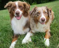 Winston , a male Australian Shepherd for sale in Lawrenceburg, KY – 5 of 10