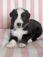 Lily, a female Australian Shepherd for sale in Lawrenceburg, KY – 2 of 10