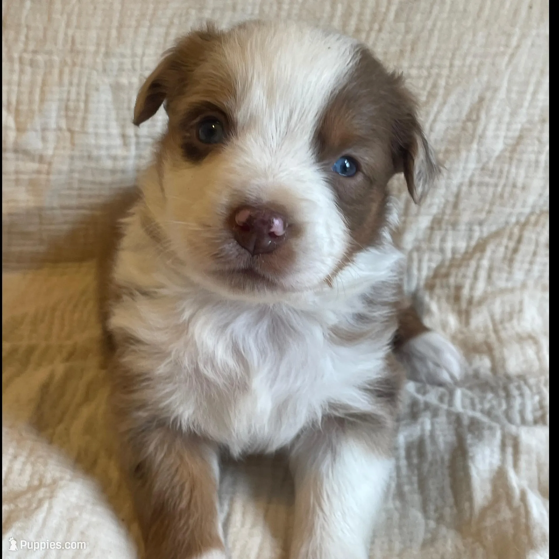 Maggie, a female Australian Shepherd for sale in Lawrenceburg, KY – Photo 2 of 10
