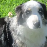 Maggie, a female Australian Shepherd for sale in Lawrenceburg, KY – Photo 4 of 10