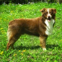 Maggie, a female Australian Shepherd for sale in Lawrenceburg, KY – Photo 8 of 10