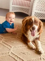Lily, a female Australian Shepherd for sale in Lawrenceburg, KY – 6 of 10