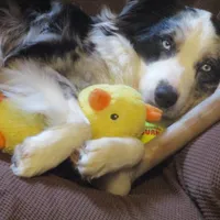 Luna, a female Australian Shepherd for sale in Lawrenceburg, KY – Photo 8 of 10