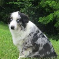 Luna, a female Australian Shepherd for sale in Lawrenceburg, KY – Photo 5 of 10