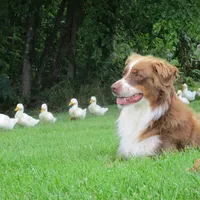 Luna, a female Australian Shepherd for sale in Lawrenceburg, KY – Photo 7 of 10