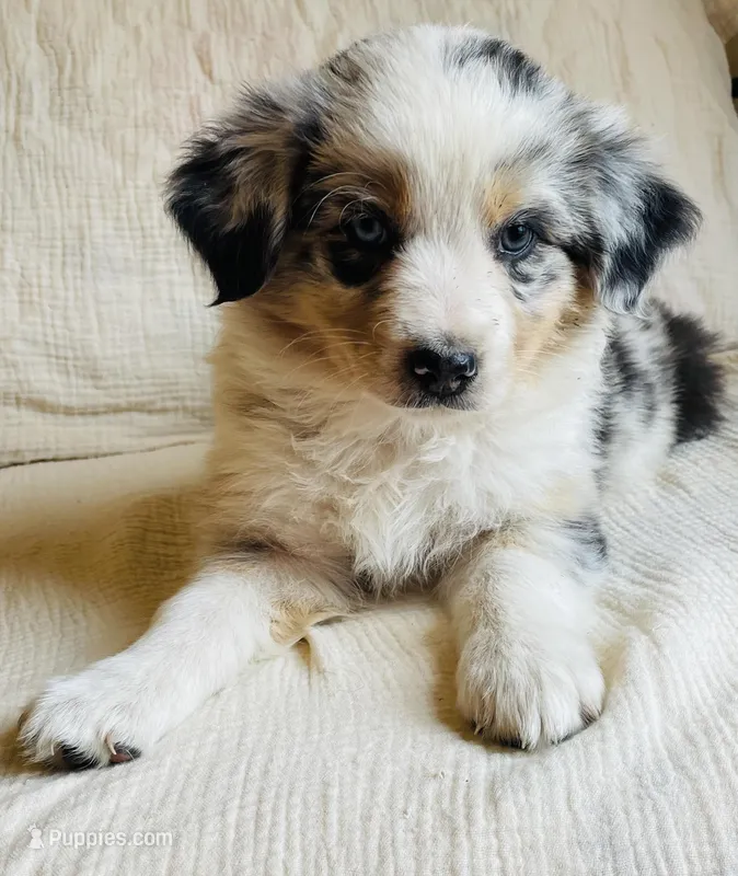 Luna – Australian Shepherd puppy for sale in Lawrenceburg, KY