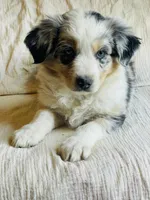 Luna, a female Australian Shepherd for sale in Lawrenceburg, KY – Photo 2 of 10