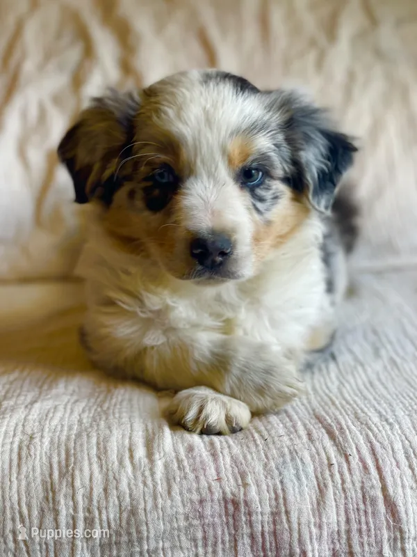 Luna – Australian Shepherd puppy for sale in Lawrenceburg, KY