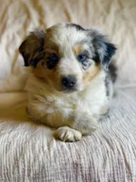 Luna, a female Australian Shepherd for sale in Lawrenceburg, KY – Photo 1 of 10