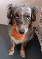 Sadie, a female Australian Shepherd for sale in Lawrenceburg, KY – 10 of 10