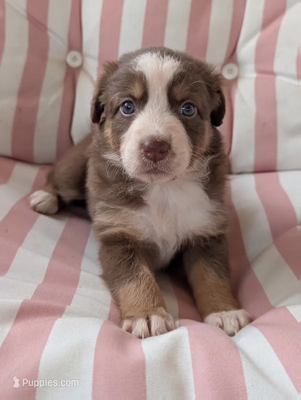 Bella – Australian Shepherd puppy for sale in Lawrenceburg, KY