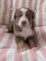 Bella, a female Australian Shepherd for sale in Lawrenceburg, KY – 1 of 10