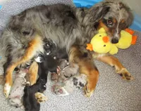 Sadie, a female Australian Shepherd for sale in Lawrenceburg, KY – 7 of 10