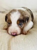 Finn , a male Australian Shepherd for sale in Lawrenceburg, KY – Photo 2 of 10