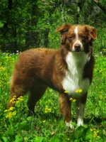 Finn , a male Australian Shepherd for sale in Lawrenceburg, KY – Photo 9 of 10