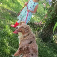 Finn , a male Australian Shepherd for sale in Lawrenceburg, KY – Photo 4 of 10