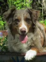 Finn , a male Australian Shepherd for sale in Lawrenceburg, KY – Photo 4 of 10