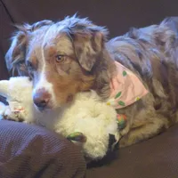 Finn , a male Australian Shepherd for sale in Lawrenceburg, KY – Photo 6 of 10