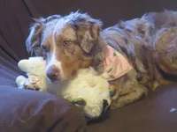 Finn , a male Australian Shepherd for sale in Lawrenceburg, KY – Photo 5 of 10