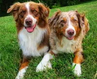 Finn , a male Australian Shepherd for sale in Lawrenceburg, KY – Photo 3 of 10