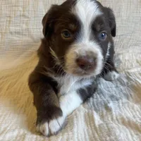 Bella, a female Australian Shepherd for sale in Lawrenceburg, KY – Photo 1 of 10