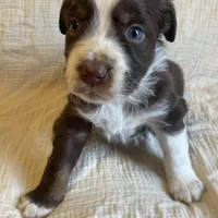 Bella, a female Australian Shepherd for sale in Lawrenceburg, KY – Photo 2 of 10