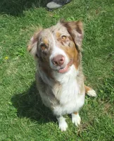Ruby, a female Australian Shepherd for sale in Lawrenceburg, KY – 9 of 10