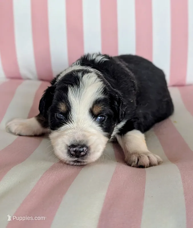 Milo – Australian Shepherd puppy for sale in Lawrenceburg, KY