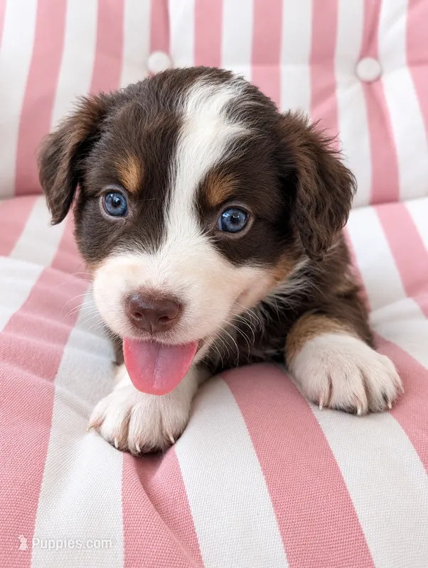 Ruby – Australian Shepherd puppy for sale in Lawrenceburg, KY
